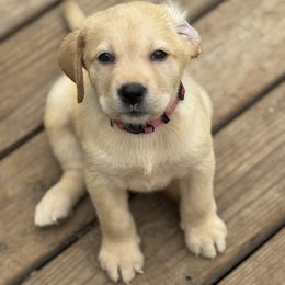Light Blue - Yellow female Labrador Retriever puppy in Centreville, Maryland from Barbihaus Kennels