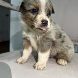 Toy Australian Shepherd Puppies from Shaw Nuff’s Kennels II