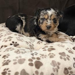 Indigo - Blue merle female Miniature Australian Shepherd puppy in Apache Junction, Arizona from Circle T Mini Aussies