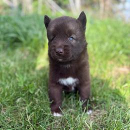 Tornado - Red and white male Siberian Husky puppy in London, Ohio from Rose Trail Siberian’s