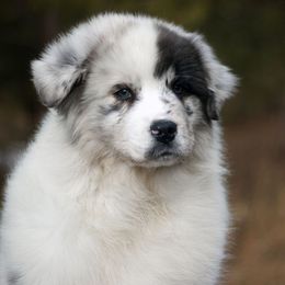 Australian Shepherds from Cali Aussies