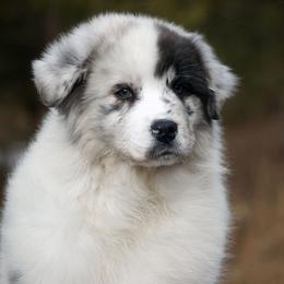 Australian Shepherds from Cali Aussies