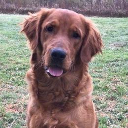 Tully - Golden Retriever