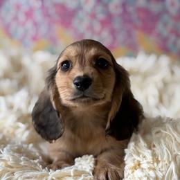 Rusty - Cream male Dachshund puppy in Pflugerville, Texas from Dream A Dream Dachshunds