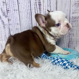 Italy - Liver female French Bulldog puppy in Hillsboro, Ohio from Pennington Family Frenchies