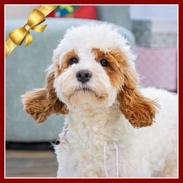 Raye - Red female Cockapoo puppy in Connersville, Indiana from Deaz Doodle Ranch