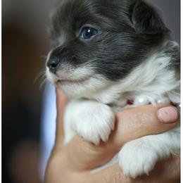 Chihuahua Puppies from ,, Vajda” chihuahua club