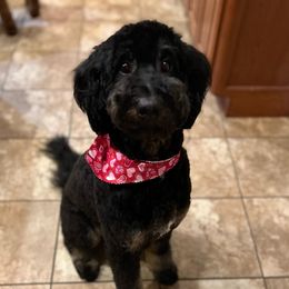 Aussiedoodles, Bernedoodles, and Goldendoodles from Rose Creek Ranch