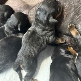 Puppy 3 - Black and mahogany male Rottweiler puppy in Arizona from TRK Rottweilers