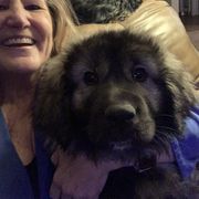 Sarplaninac Puppies from KF Bogy’s Farm, LLC