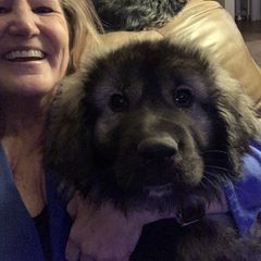 Sarplaninac Puppies from KF Bogy’s Farm, LLC