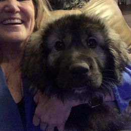 Sarplaninac Puppies from KF Bogy’s Farm, LLC