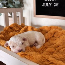 Hogan - Parti male Maltipoo puppy in New Port Richey, Florida from Toy Poodles And Maltese Of Florida