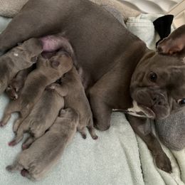 French Bulldogs from Exotic Pure Bred Bulldogs