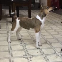 Toto - Rat Terrier