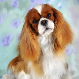 Nadiya - Cavalier King Charles Spaniel