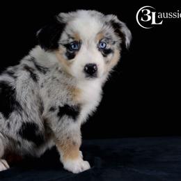 Aussiedoodle, Australian Shepherd, Miniature Australian Shepherd, and Toy Australian Shepherd Puppies from 3Laussies