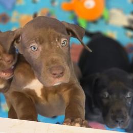 Hannah - Chocolate female Great Dane puppy in Cottage Grove, Oregon from Divine Rottweilers