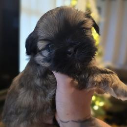 Bear - Brindle and white male Shih Tzu puppy in Providence, Rhode Island from Yahaira Toro