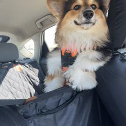 Pembroke Welsh Corgi All Grown Up from Han Dynasty Corgis