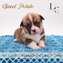Sweet Potato - Red male Pembroke Welsh Corgi puppy in Pine Village, Indiana from NL Horsemanship