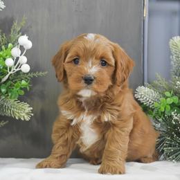 Matt - Red male Cavapoo puppy in Honey Brook, Pennsylvania from Stoltzfus Family Puppies (license number 18844)