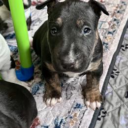 Timber - Black tan and white male Bull Terrier puppy in Springfield, Ohio from Lynn Hill Bull Terriers
