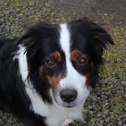 Affie - Australian Shepherd