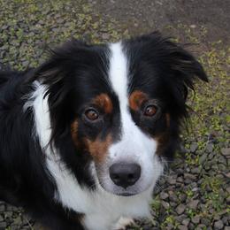 Affie - Australian Shepherd