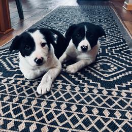 Trix x Latch - Male 1 - Black and white - Black and white male Border Collie puppy in Minden, Iowa from Rocking N Registered Border Collies & Labradors