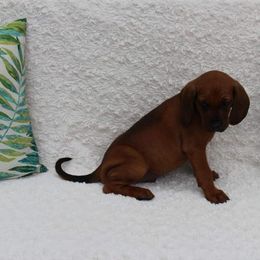 Redbone Coonhound Puppies from Shannon Family Redbone Coonhounds