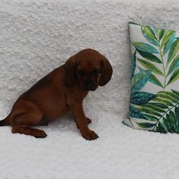 Redbone Coonhound Puppies from Shannon Family Redbone Coonhounds