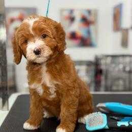 Finn- black collar - Red  male Goldendoodle puppy in Yuciapa, California from AlltheDoodlez_