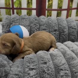 Chocolate Based Cream Longhair Male (Orange Collar) - Cream male Dachshund puppy in Killeen, Texas from Southern Dachshunds