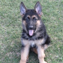 German Shepherds from Gentle Giants German Shepherds