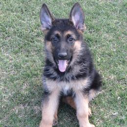 German Shepherds from Gentle Giants German Shepherds