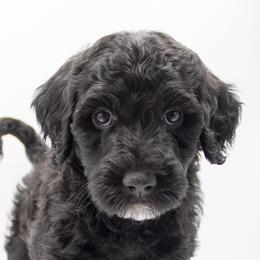 Blue collar - Black male Bernedoodle puppy in Lehi, Utah from Our Little Farm Life Doodles