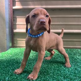 Blue Boy - Golden rust male Vizsla puppy in Dugspur, Virginia from Pilgrims Trails Shorthairs