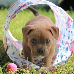 Micah - Blue fawn male American Bully puppy in Easton, Maryland from Night Court Bullies