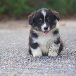 American Corgi and Pembroke Welsh Corgi Puppies from Magnolia Creek Corgis