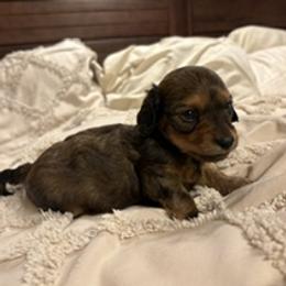 Ozzy CKC Certified - Chocolate and tan male Dachshund puppy in Oklahoma City, Oklahoma from Diana's Dachshunds CKC certified!