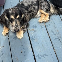 Baby Blue - Dachshund