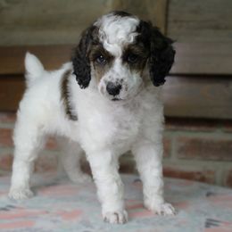 Assorted Doodle Crosses, Bernedoodle, Goldendoodle, and Poodle Puppies from Paramount Family Doodles