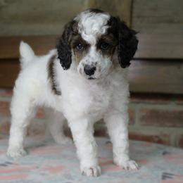 Assorted Doodle Crosses, Bernedoodle, Goldendoodle, and Poodle Puppies from Paramount Family Doodles