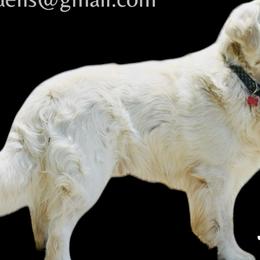 Tommy - Golden Retriever