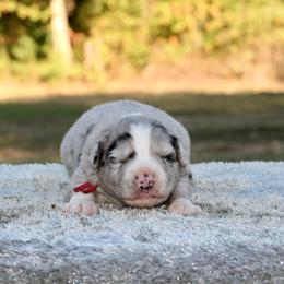 Clove - Blue merle male Miniature Australian Shepherd puppy in Bauxite, Arkansas from J & B Mini Aussies