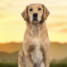 Finlee - Golden Retriever