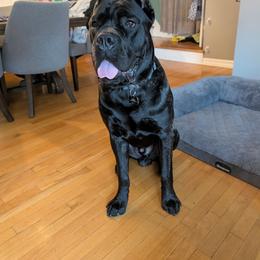 Cane Corso Puppies from Central Jersey K9