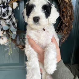 Brown Boy - Black and white male Portuguese Water Dog puppy in Liberty Lake, Washington from Lakehouse Porties