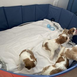 Cavalier King Charles Spaniel Puppies from Cavalier Castle
